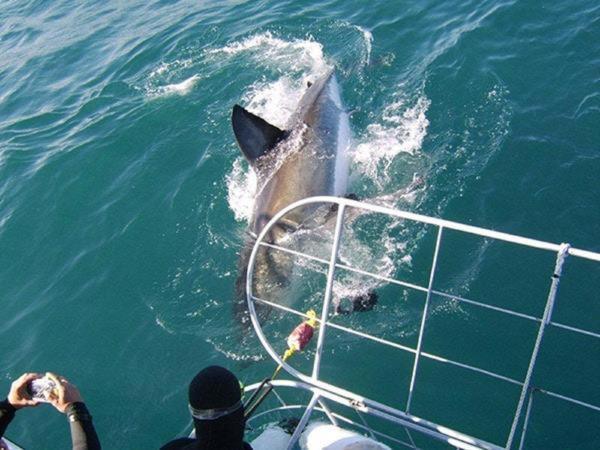Gansbaai Lodge & Backpackers Luaran gambar
